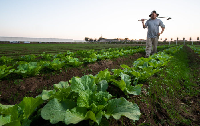 Local farmer