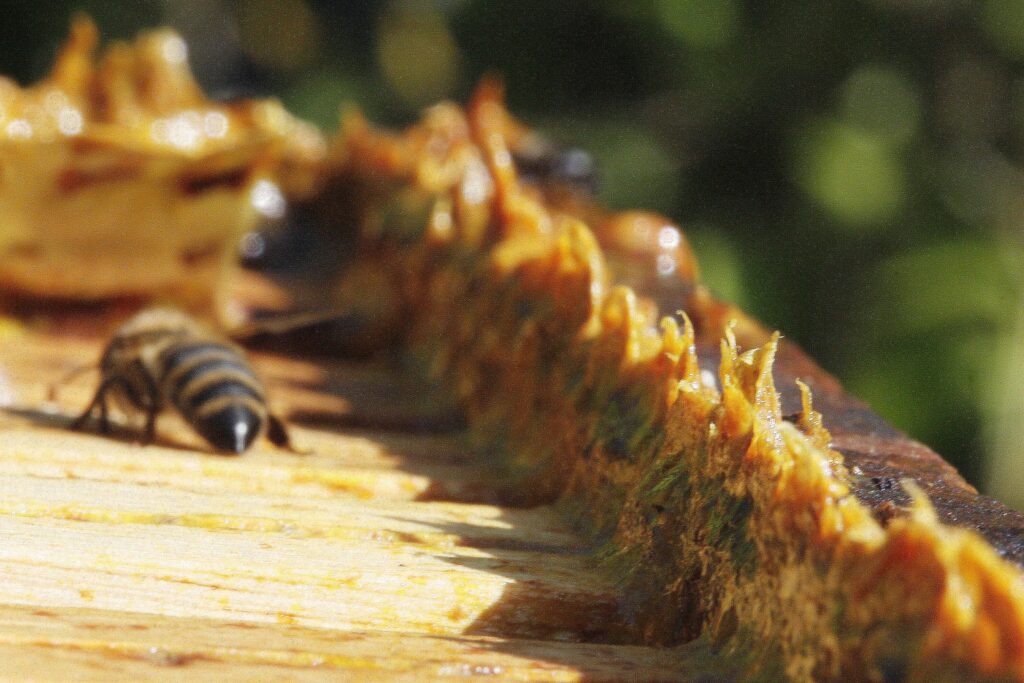 Propolis or bee wax