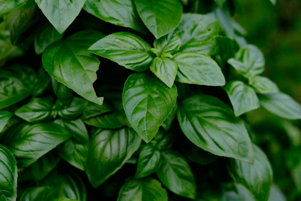 Basil